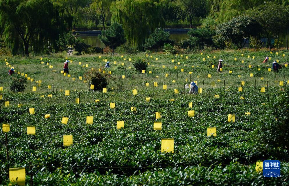 至尊炸金花下载